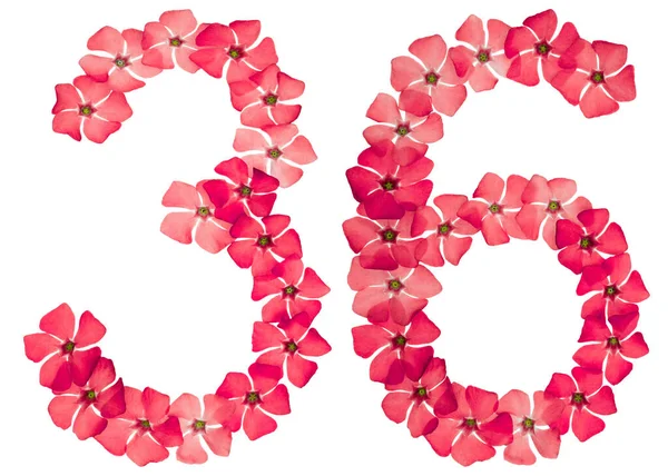Numeral Thirty Six Natural Red Flowers Periwinkle Isolated White Background — Stock Photo, Image