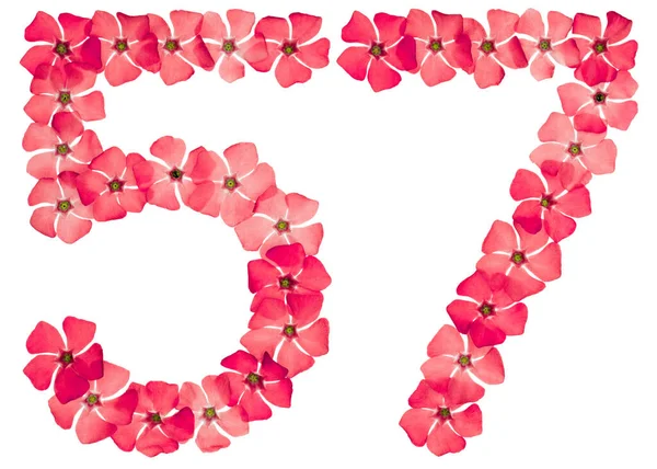 Numeral Cincuenta Siete Flores Rojas Naturales Periwinkle Aisladas Sobre Fondo — Foto de Stock