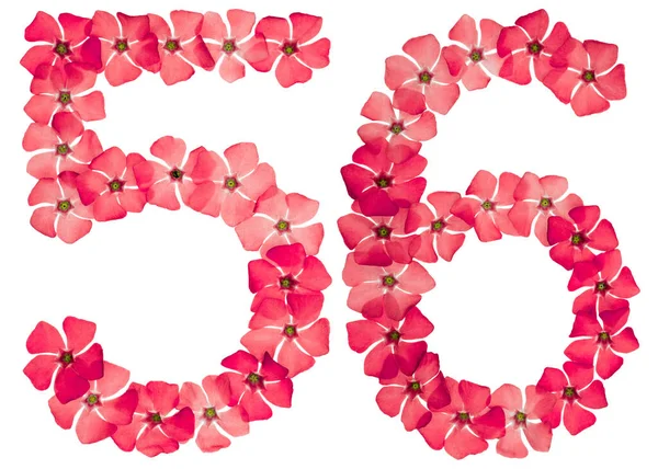 Numeral Cincuenta Seis Flores Rojas Naturales Periwinkle Aisladas Sobre Fondo —  Fotos de Stock
