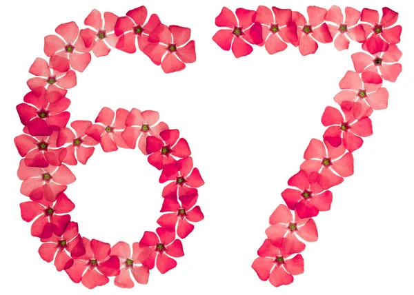 Numeral Sesenta Siete Flores Rojas Naturales Perifollo Aisladas Sobre Fondo — Foto de Stock