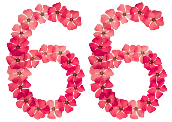 Zahl Sechsundsechzig Aus Natürlichen Roten Blüten Von Perlmutt Isoliert Auf — Stockfoto
