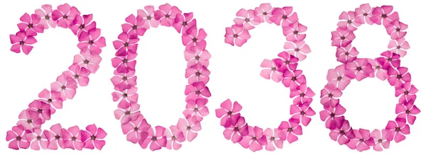 Inscription 2038 Natural Pink Flowers Periwinkle Isolated White Background — Stock Photo, Image