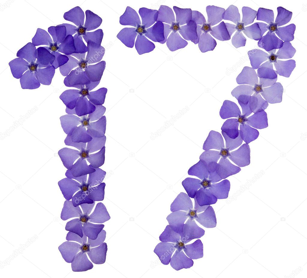 Numeral 17, seventeen, from natural blue flowers of periwinkle, isolated on white background