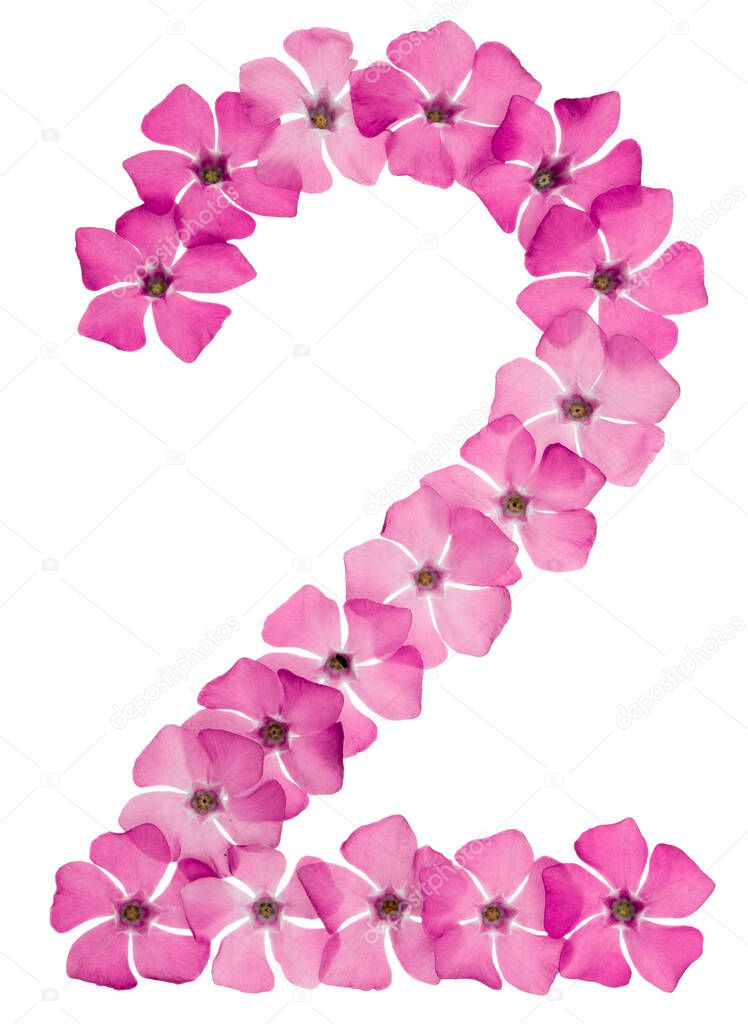 Numeral 2, two, from natural pink flowers of periwinkle, isolated on white background