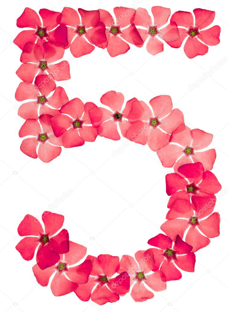 Numeral 5, five, from natural red flowers of periwinkle, isolated on white background