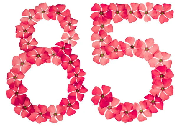 Numeral Eighty Five Natural Red Flowers Periwinkle Isolated White Background — Stock Photo, Image