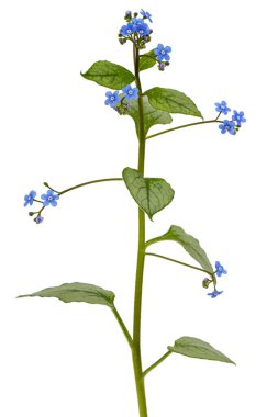 Brunnera 'nın mavi çiçeği, unutma beni, myosotis, beyaz arka planda izole edilmiş.