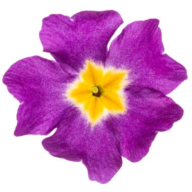 Çuha çiçeği, beyaz arkaplanda izole.