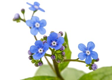 Brunnera 'nın mavi çiçeği, unutma beni, myosotis, beyaz arka planda izole edilmiş.