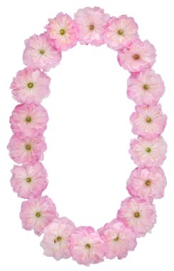 0, 0 numara, badem ağacının doğal pembe çiçeklerinden, beyaz arka planda izole edilmiş.