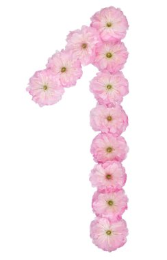 1 numara, 1 numara, beyaz arka planda izole edilmiş badem ağacının doğal pembe çiçeklerinden.