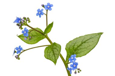 Brunnera 'nın mavi çiçeği, unutma beni, myosotis, beyaz arka planda izole edilmiş.