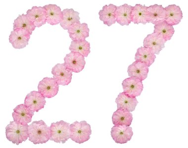 27 numara, 27 numara, badem ağacının doğal pembe çiçeklerinden, beyaz arka planda izole edilmiş.