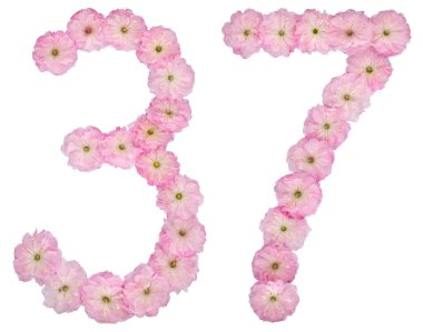 37 numara, 37 numara, badem ağacının doğal pembe çiçeklerinden, beyaz arka planda izole edilmiş.