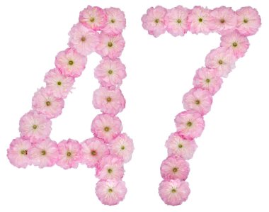 47 numara, 47, badem ağacının doğal pembe çiçeklerinden, beyaz arka planda izole edilmiş.