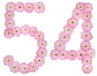 54 numara, 54, badem ağacının doğal pembe çiçeklerinden, beyaz arka planda izole edilmiş.