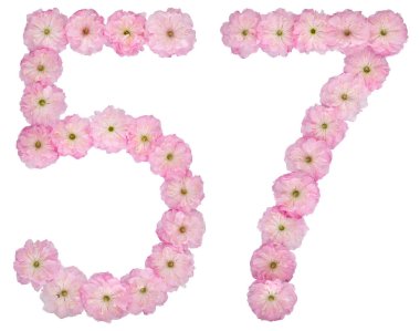 57 numara, 57, badem ağacının doğal pembe çiçeklerinden, beyaz arka planda izole edilmiş.