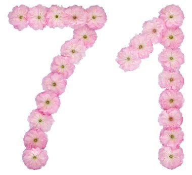 71 numara, 71 numara, badem ağacının doğal pembe çiçeklerinden, beyaz arka planda izole edilmiş.