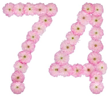 74 numara, 74, badem ağacının doğal pembe çiçeklerinden, beyaz arka planda izole edilmiş.
