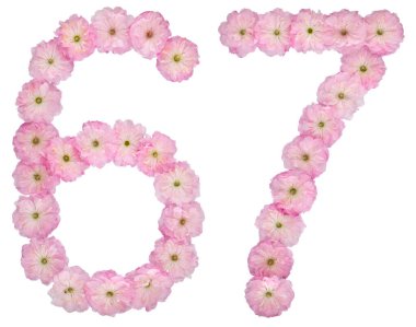 67 numara, 67, badem ağacının doğal pembe çiçeklerinden, beyaz arka planda izole edilmiş.