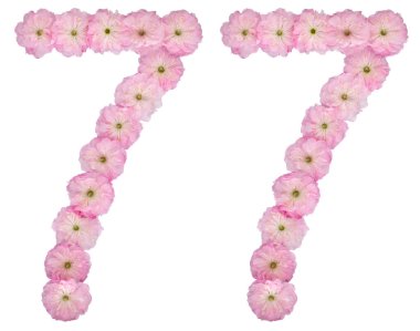 77 numara, 77, badem ağacının doğal pembe çiçeklerinden, beyaz arka planda izole edilmiş.