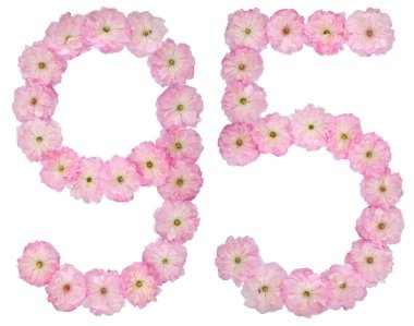 95 numara, 95, badem ağacının doğal pembe çiçeklerinden, beyaz arka planda izole edilmiş.