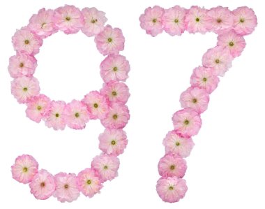 97 numara, 97 numara, badem ağacının doğal pembe çiçeklerinden, beyaz arka planda izole edilmiş.