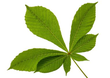 Yeşil kestane yaprakları (Aesculus hippocastanum), beyaz arka planda izole edilmiştir. 
