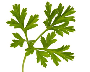 Çiçeklerin yeşil yaprağı şakayıklar, beyaz arkaplanda izole.