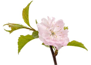 Çiçek açan badem dalı, pembe badem çiçeği, beyaz arka planda izole edilmiş.