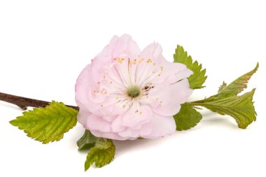 Çiçek açan badem dalı, pembe badem çiçeği, beyaz arka planda izole edilmiş.