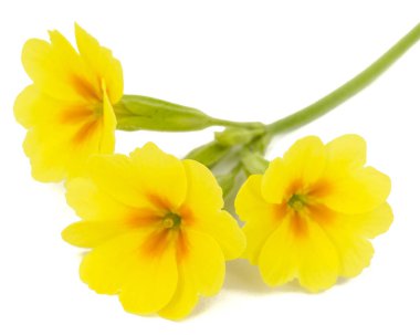 Çuha çiçeğinin sarı çiçeği, beyaz arka planda izole edilmiş.