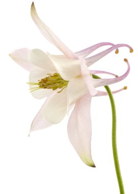 Aquilegia 'nın çiçeği, Yakından çekilen çiçek, beyaz arka planda izole edilmiş.