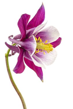 Aquilegia 'nın mor çiçeği, Yaklaşma çiçeği, beyaz arka planda izole edilmiş