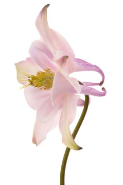 Aquilegia 'nın güllük gülistanlık çiçeği, Yakından çekilen çiçek, beyaz arka planda izole edilmiş