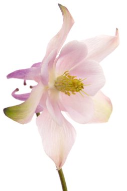 Aquilegia 'nın güllük gülistanlık çiçeği, Yakından çekilen çiçek, beyaz arka planda izole edilmiş