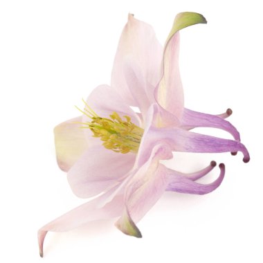 Aquilegia 'nın güllük gülistanlık çiçeği, Yakından çekilen çiçek, beyaz arka planda izole edilmiş