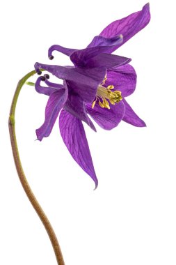 Aquilegia 'nın mor çiçeği, Yaklaşma çiçeği, yakın plan, beyaz arka grubunda izole