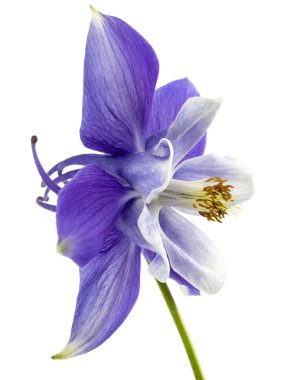 Aquilegia 'nın mor çiçeği, Yaklaşma çiçeği, yakın plan, beyaz arka grubunda izole