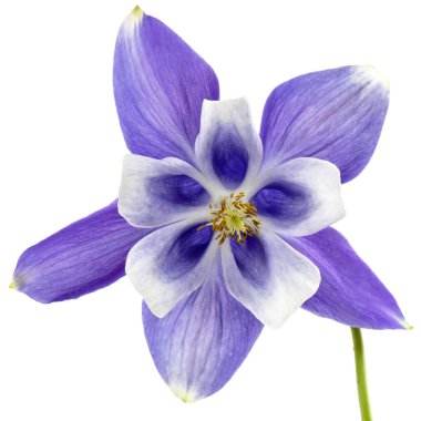 Aquilegia 'nın mor çiçeği, Yaklaşma çiçeği, yakın plan, beyaz arka grubunda izole