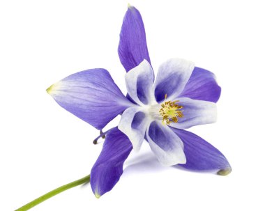 Aquilegia 'nın mor çiçeği, Yaklaşma çiçeği, yakın plan, beyaz arka grubunda izole