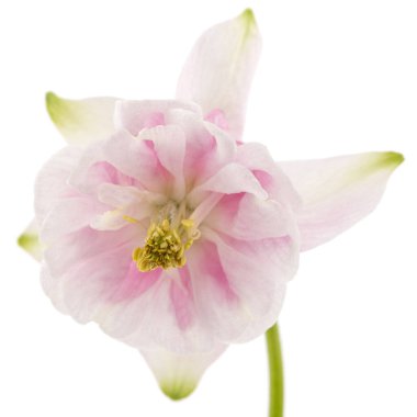 Aquilegia 'nın güllük gülistanlık çiçeği, Yakından çekilen çiçek, beyaz arka planda izole edilmiş