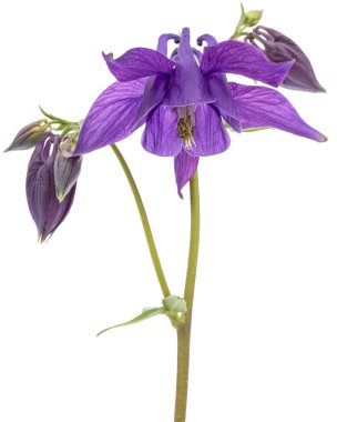 Aquilegia 'nın mor çiçeği, Yaklaşma çiçeği, yakın plan, beyaz arka grubunda izole