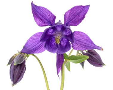 Aquilegia 'nın mor çiçeği, Yaklaşma çiçeği, yakın plan, beyaz arka grubunda izole