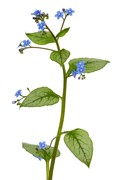 ブルネラの青い花 忘れない私 いいえ ミオソティスは白い背景に隔離されています — ストック写真