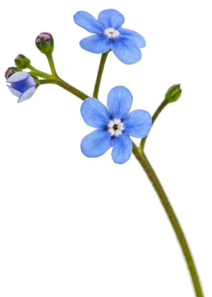 Niebieski Kwiat Brunnery Nie Zapomnij Mnie Miosotis Wyizolowany Białym Tle — Zdjęcie stockowe