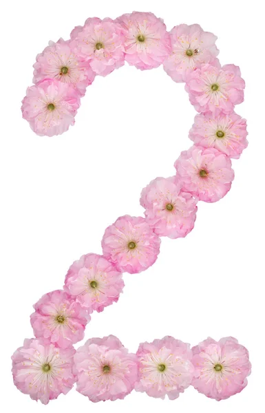 Numeral Dos Flores Rosadas Naturales Almendro Aisladas Sobre Fondo Blanco — Foto de Stock