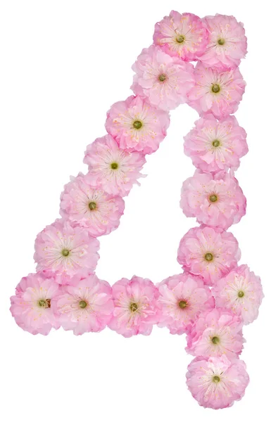 Číslice Přírodních Růžových Květů Mandlovníku Izolované Bílém Pozadí — Stock fotografie