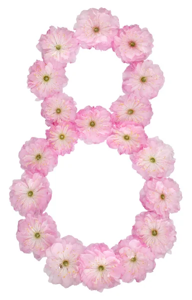 Numeral Eight Natural Pink Flowers Almond Tree Isolated White Background — Stock Photo, Image