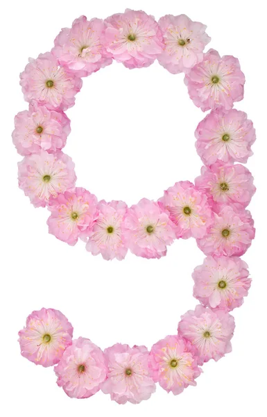 Numeral Nine Natural Pink Flowers Almond Tree Isolated White Background — Stock Photo, Image